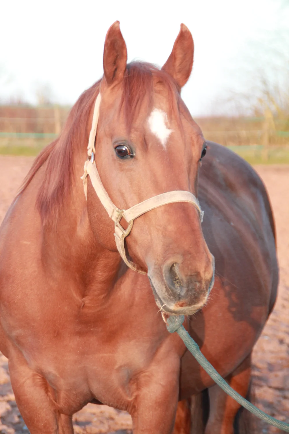 Pferde Trainings- und Pensionsstall Kayser von Michaela Kayser