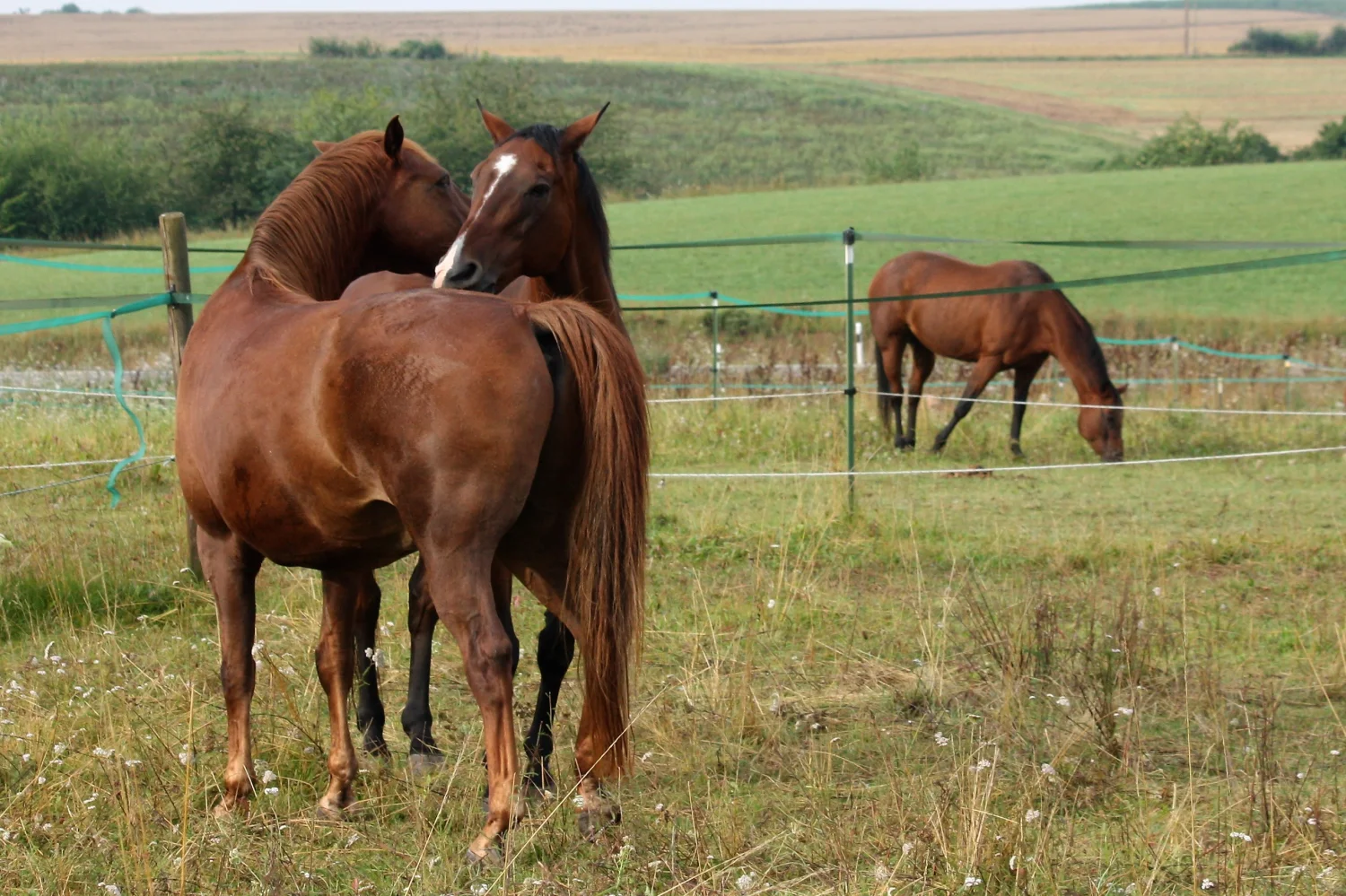 Pferde Trainings- und Pensionsstall Kayser von Michaela Kayser