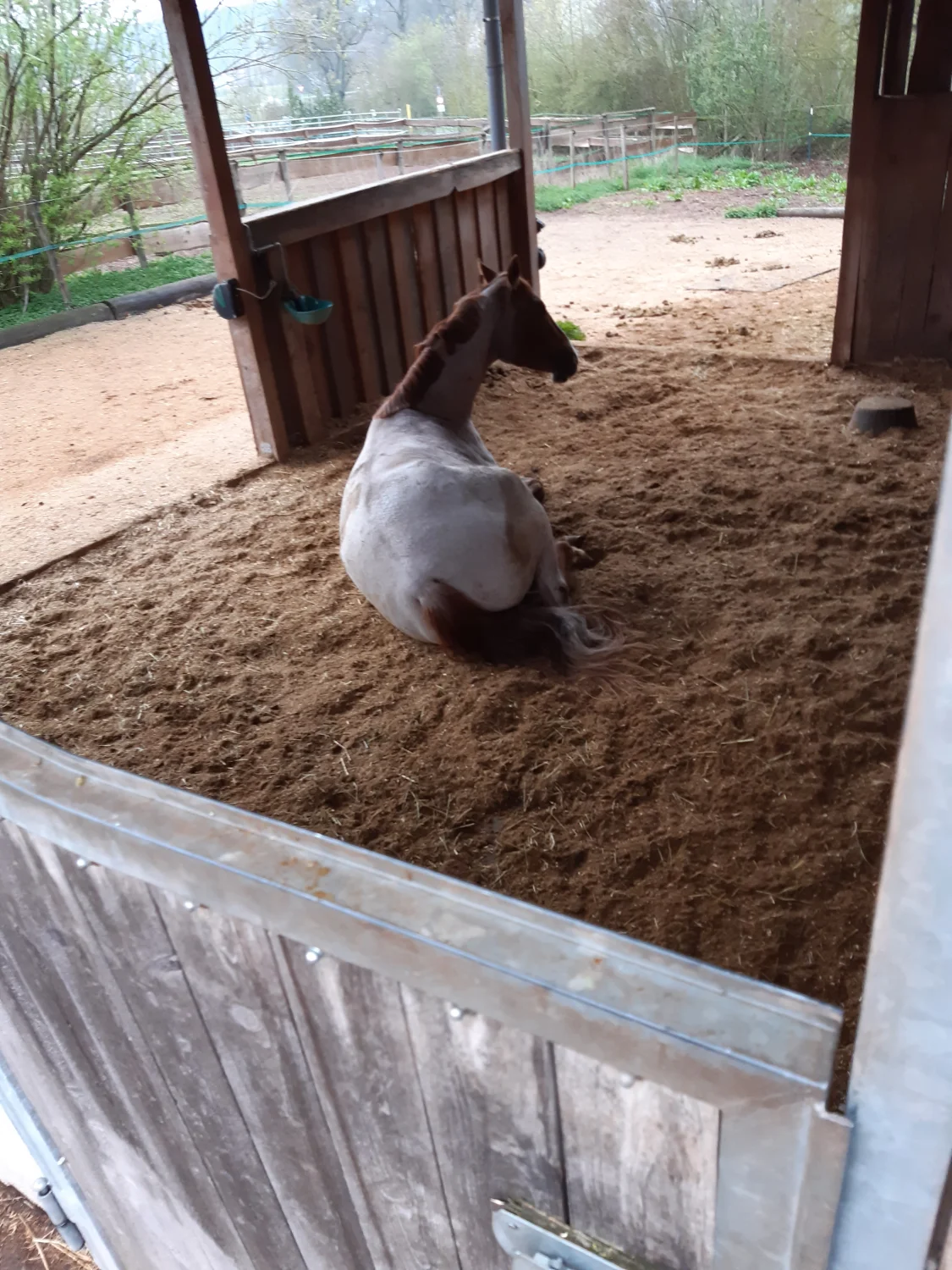 Ziege Trainings- und Pensionsstall Kayser von Michaela Kayser