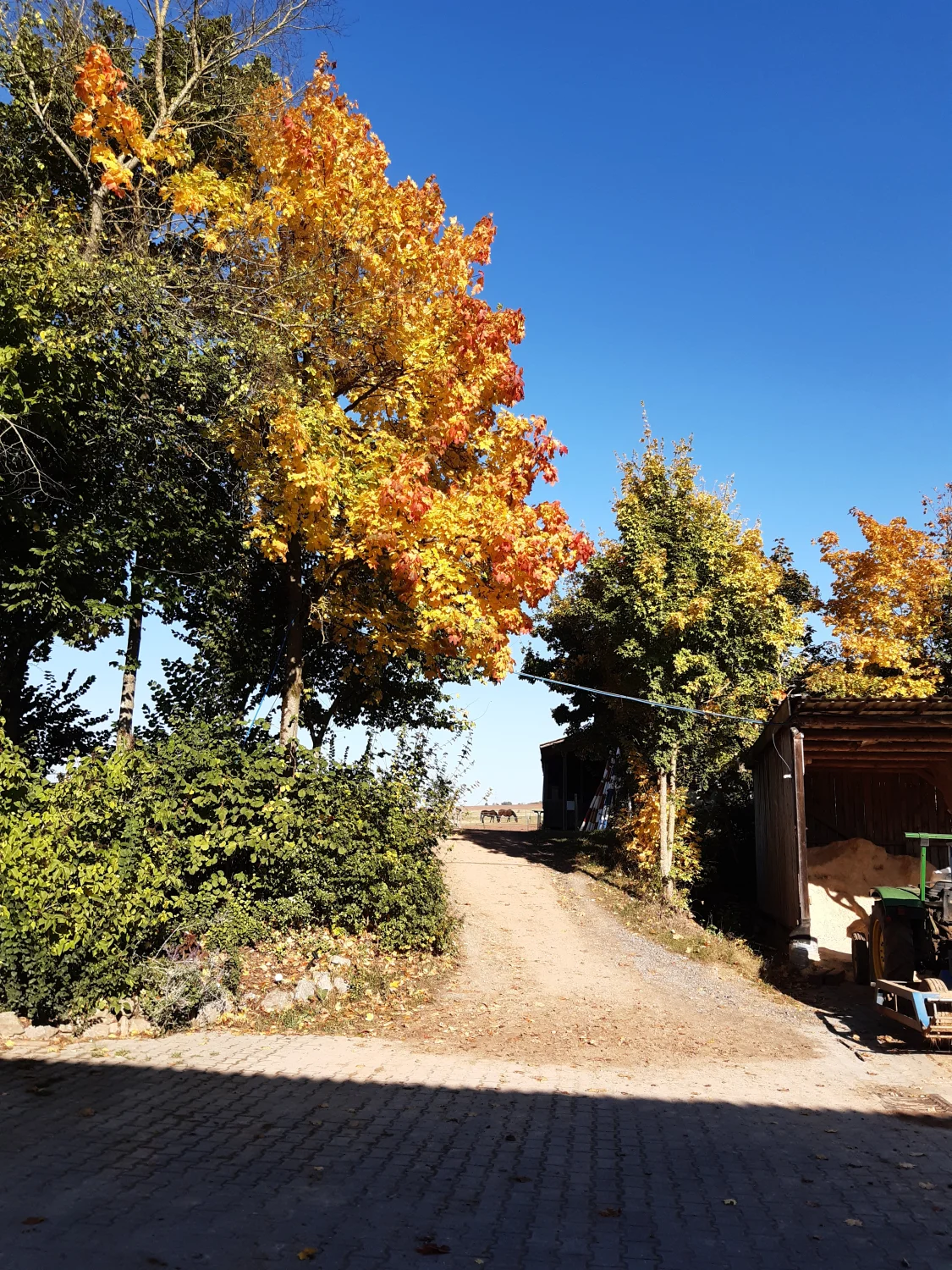 Pferde von Michaela Kayser