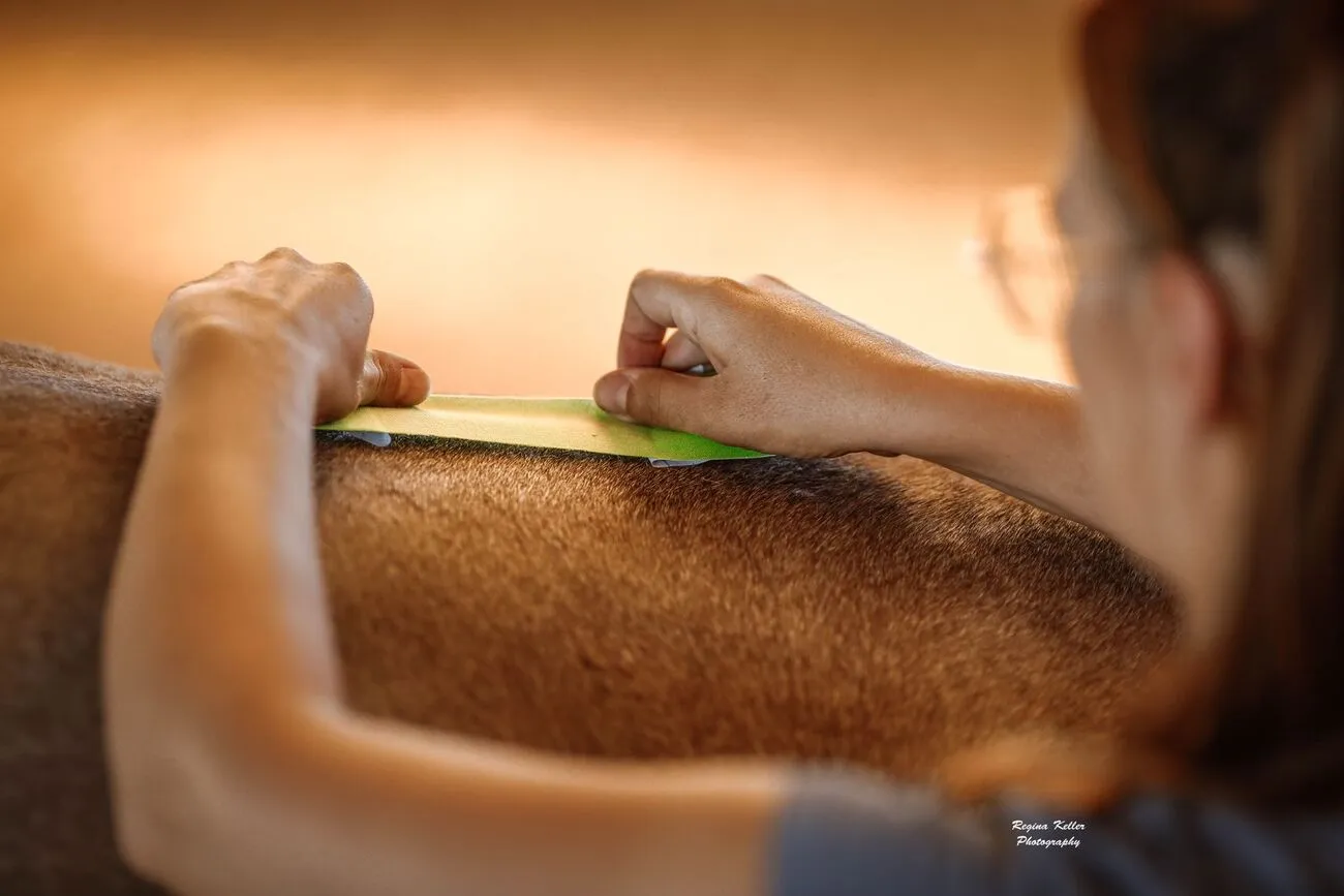 Kurse mit externen Referenten Trainings- und Pensionsstall Kayser