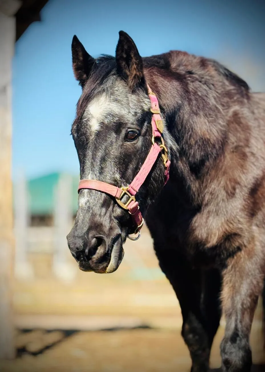 Pferde Trainings- und Pensionsstall Kayser von Michaela Kayser