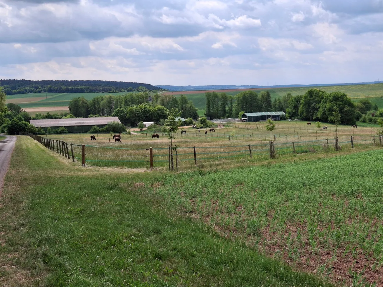 Pferde Trainingsplatz von Michaela Kayser