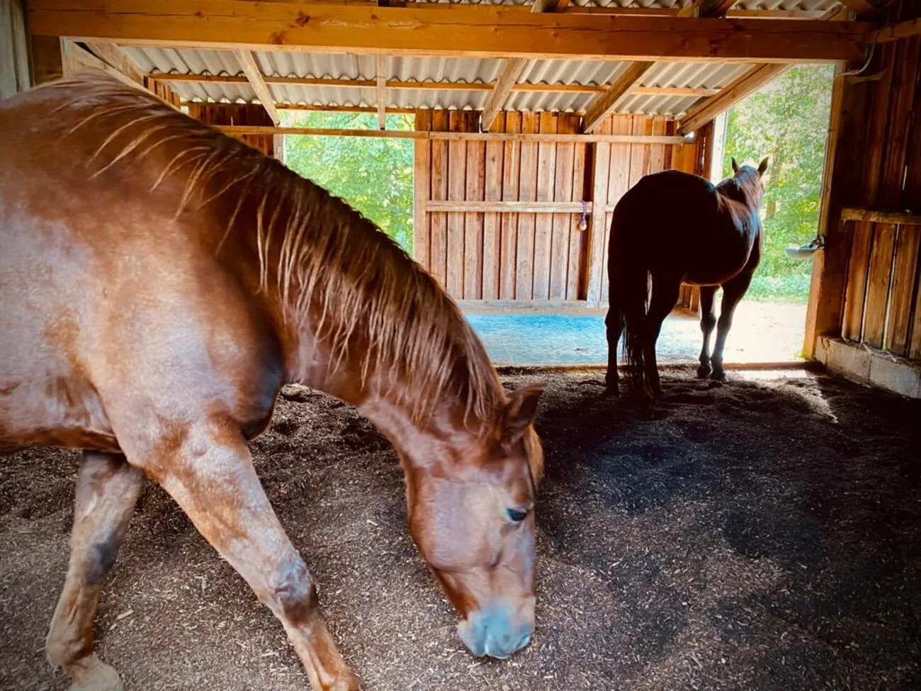 Pferde Trainings- und Pensionsstall Kayser von Michaela Kayser