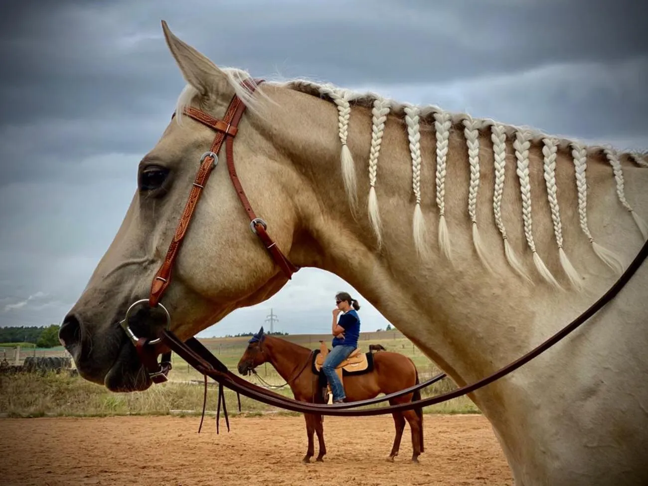 Pferde von Michaela Kayser