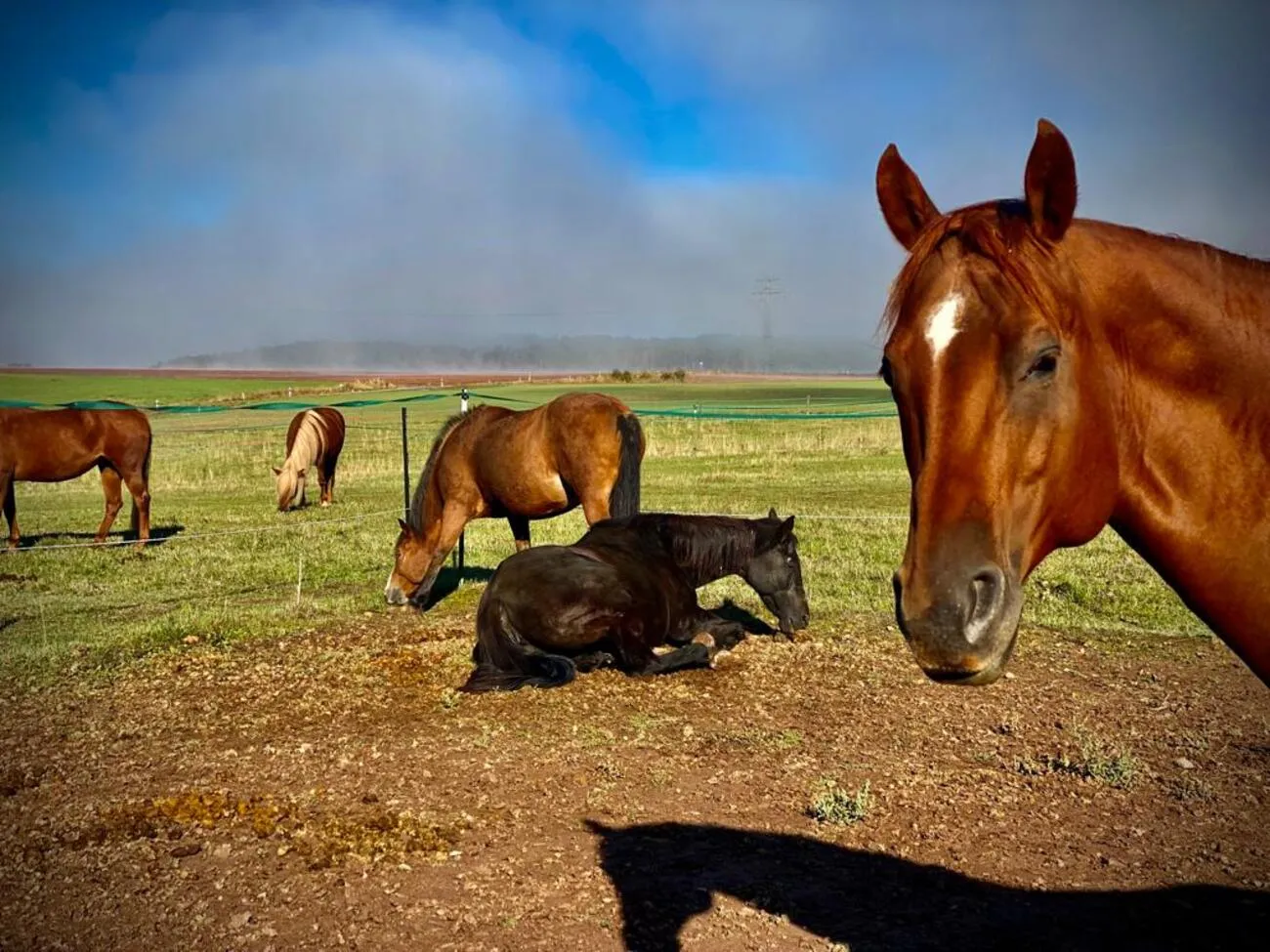 Pferde Trainings- und Pensionsstall Kayser von Michaela Kayser