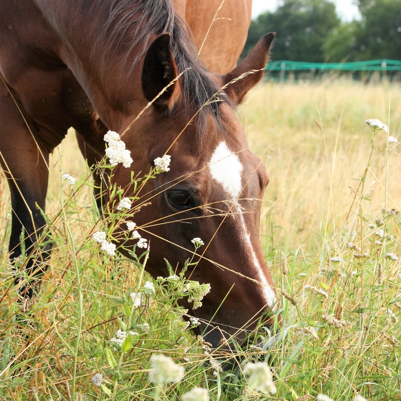 Pferd frisst Gras Trainings- und Pensionsfeld von Michaela Kayser