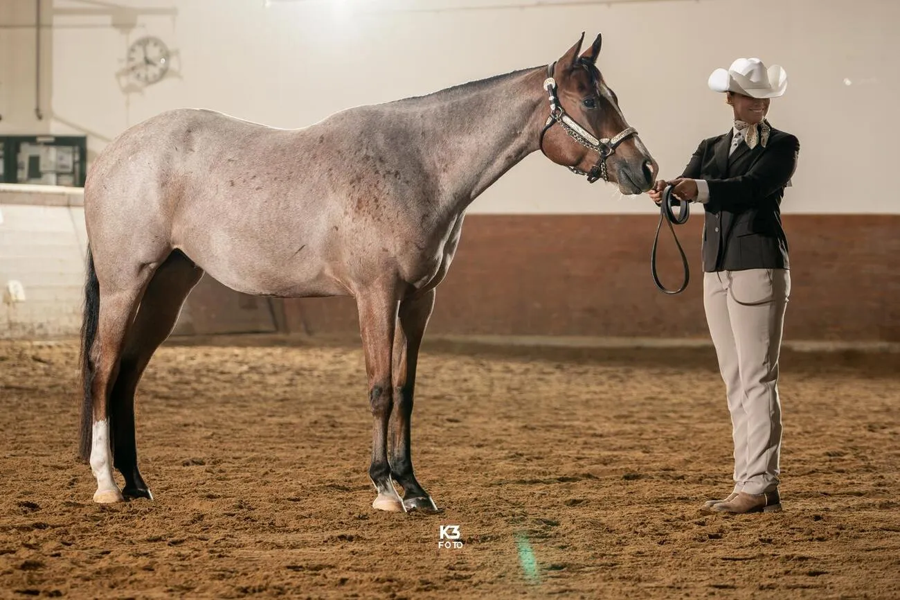 Pferde von Michaela Kayser