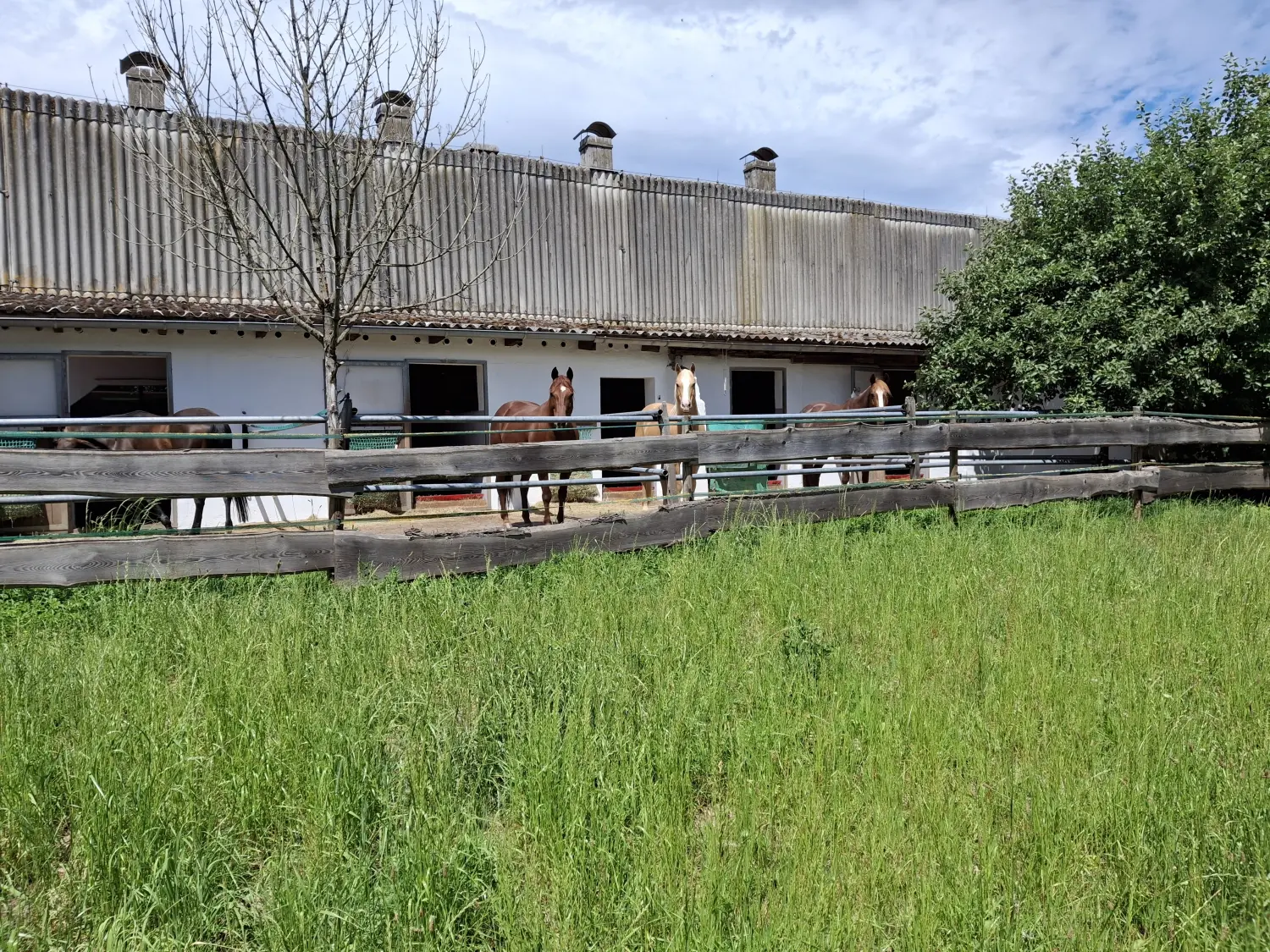 Pferde Trainings- und Pensionsstall Kayser von Michaela Kayser