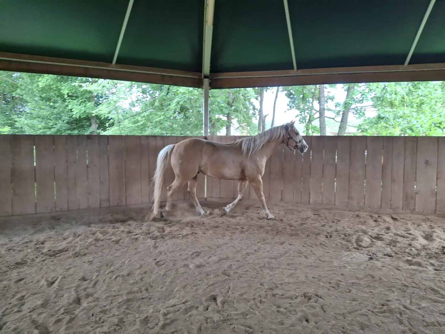 Pferde Trainings- und Pensionsfeld von Michaela Kayser