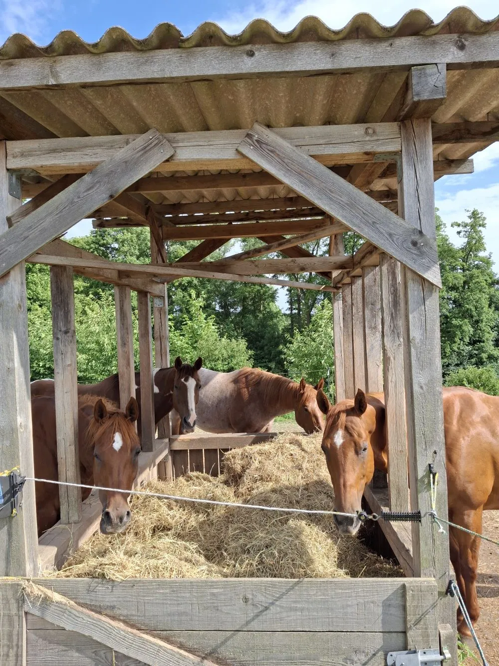 Pferde Trainings- und Pensionsstall Kayser von Michaela Kayser