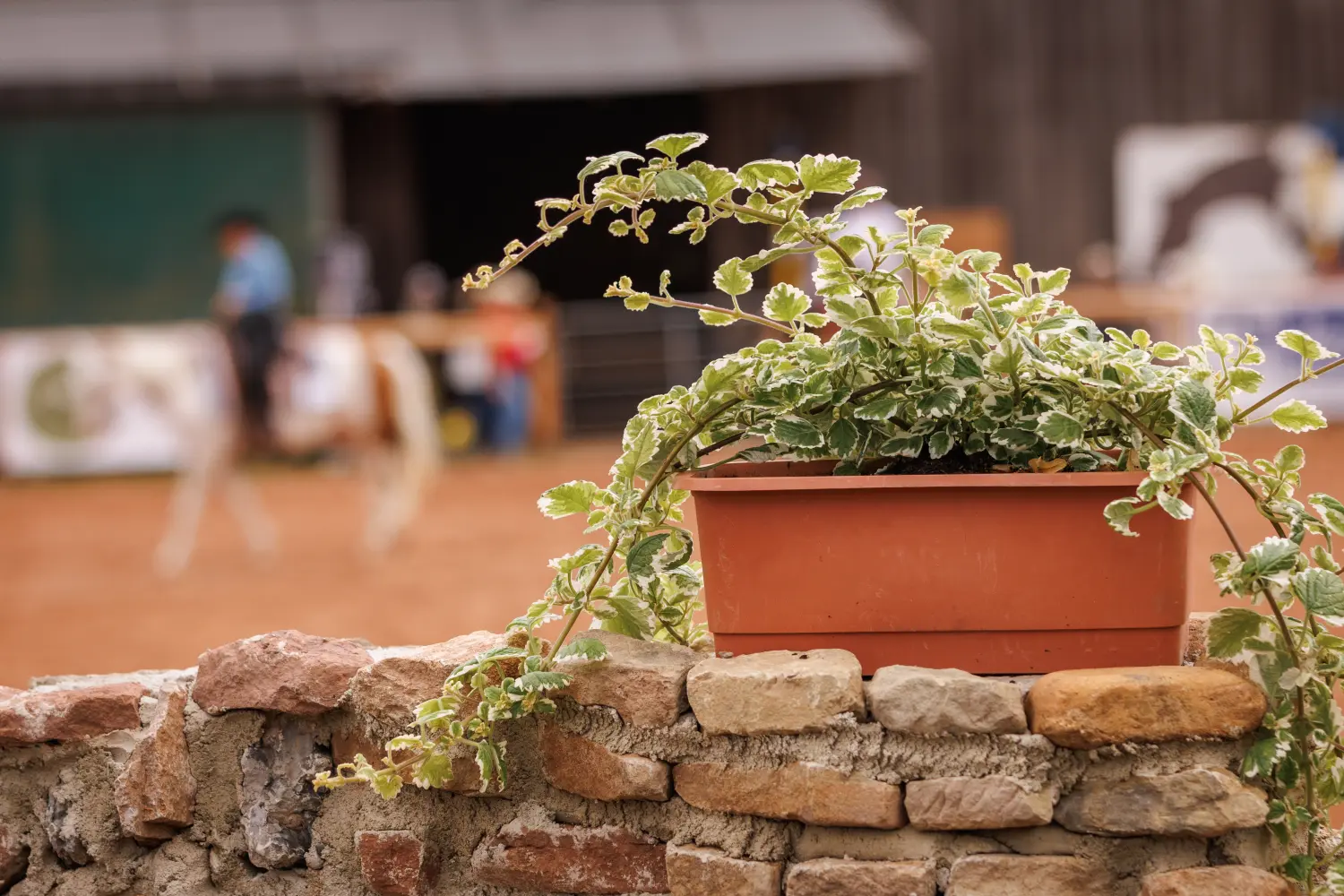 Trainings- und Pensionsstall Kayser von Michaela Kayser