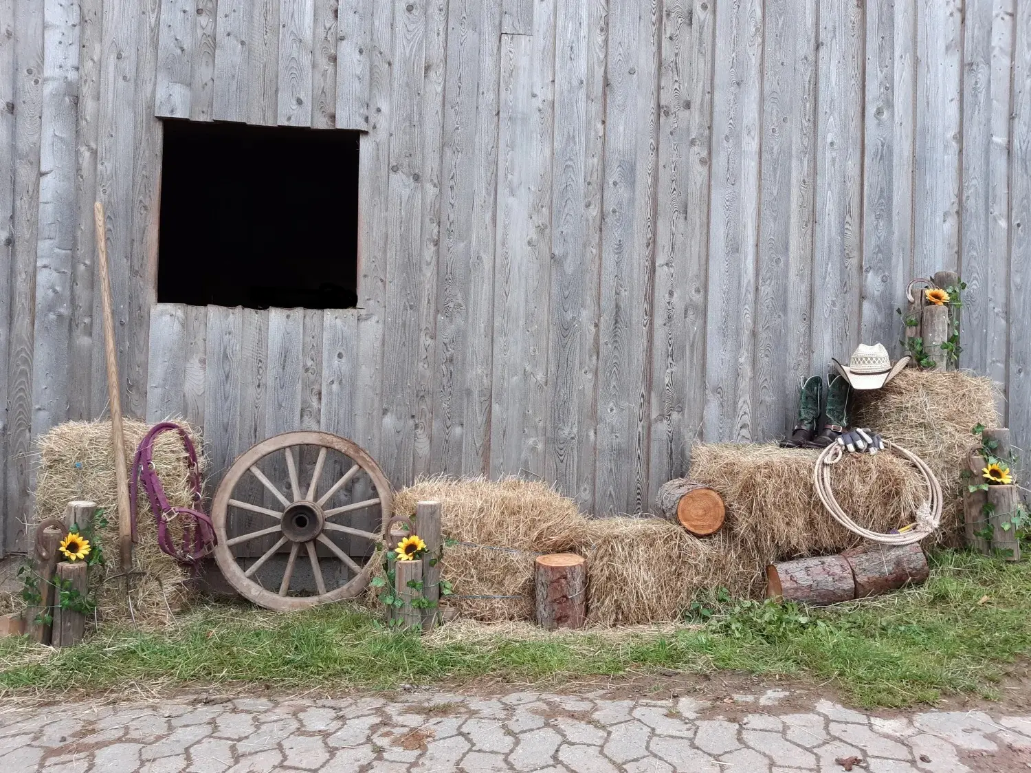 Trainings- und Pensionsstall Kayser von Michaela Kayser